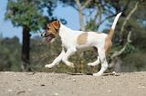 PARSON RUSSEL TERRIER 030